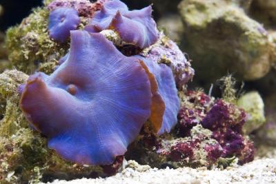 coral.jpg