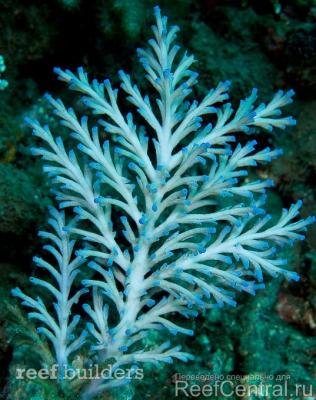 acropora-speciosa-2.jpg