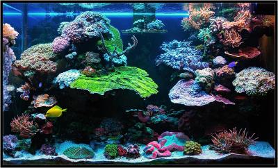 Общий план аквариума 2019г..jpg