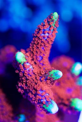 montipora buble gum..jpg