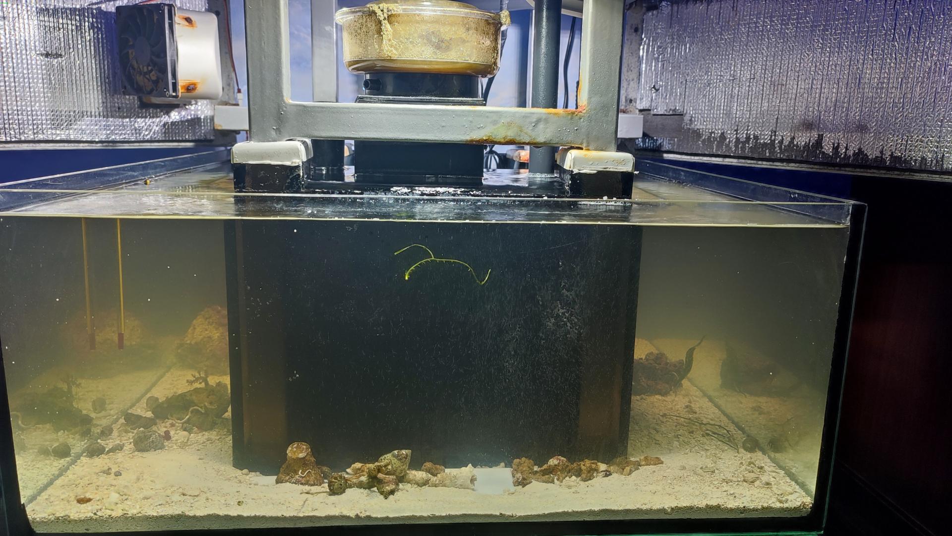аквариум с сампом по задней стенке