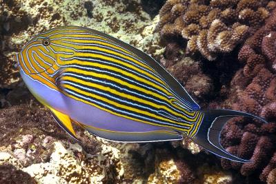 Acanthurus_lineatus_Reunion.jpg