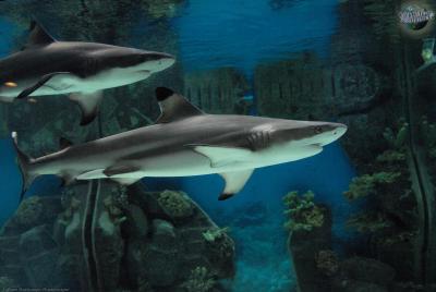 carcharhinus-melanopterus_02.jpg