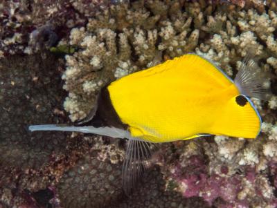 Big_longnose_butterflyfish_(Forcipiger_longirostris)_(28655665197).jpg