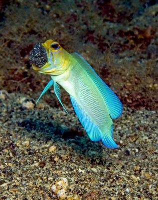6002e741e6e501e1fa14f01046679b16--baby-aquarium-fish.jpg
