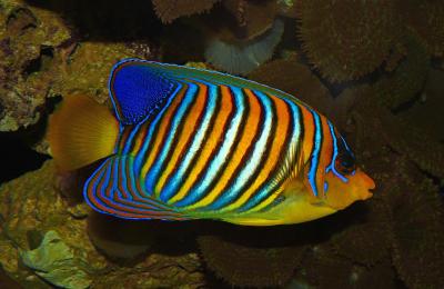 Pygoplites_diacanthus_01.jpg