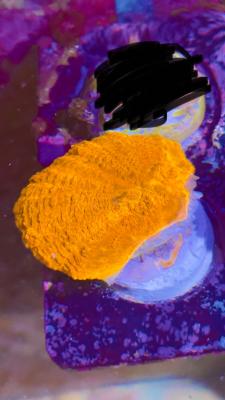 Изображение WhatsApp 2025-10-10 в 10.53.53_1b7936da.jpg