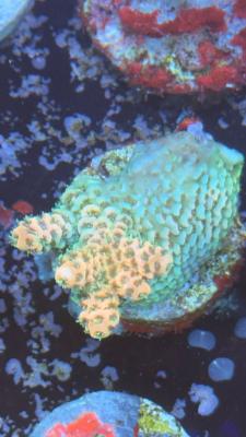 Изображение WhatsApp 2025-10-18 в 12.47.28_bea8d109.jpg