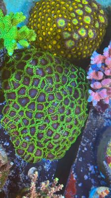 Изображение WhatsApp 2025-10-15 в 13.59.15_971a059d.jpg