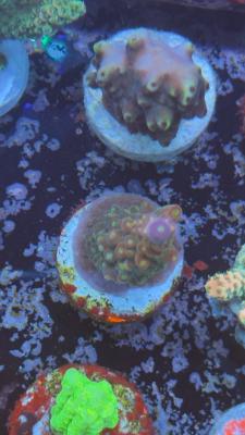 Изображение WhatsApp 2025-10-18 в 12.47.27_7b9161fa.jpg