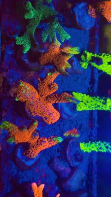 Изображение WhatsApp 2025-10-13 в 12.50.00_843645c2.jpg