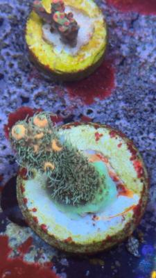 Изображение WhatsApp 2025-10-18 в 12.47.23_fdc46c97.jpg