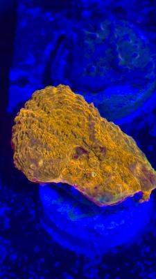 Изображение WhatsApp 2025-10-18 в 12.47.30_74370635.jpg