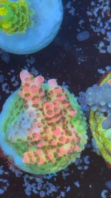 Изображение WhatsApp 2025-10-18 в 12.47.29_0c8b3906.jpg