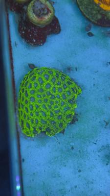 Изображение WhatsApp 2025-10-18 в 12.47.26_be33ab89.jpg