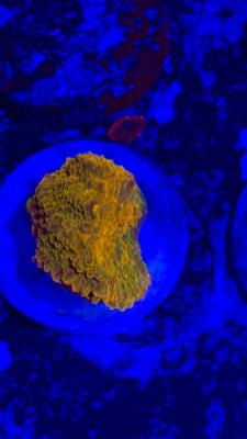 Изображение WhatsApp 2025-10-18 в 12.47.30_49d0c436.jpg