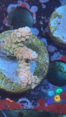 Изображение WhatsApp 2025-10-18 в 12.47.29_09fd9d83.jpg