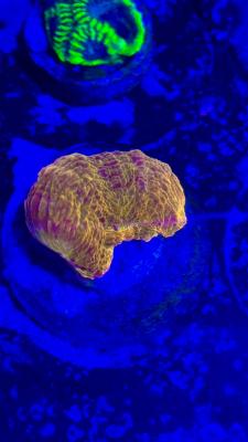 Изображение WhatsApp 2025-10-18 в 12.47.30_89007ffe.jpg