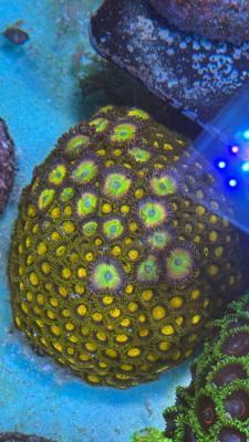 Изображение WhatsApp 2025-10-15 в 13.59.14_ba222722.jpg