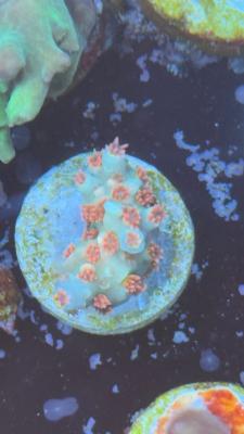 Изображение WhatsApp 2025-10-18 в 12.47.28_a01a5d0f.jpg