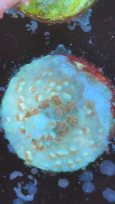 Изображение WhatsApp 2025-10-18 в 12.47.26_cb19e9fd.jpg