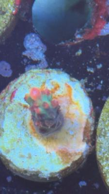 Изображение WhatsApp 2025-10-18 в 12.47.24_e9b002cc.jpg