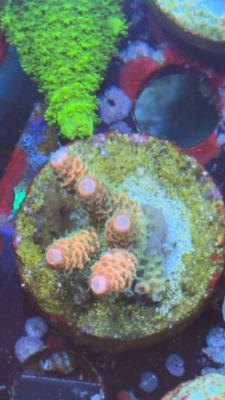 Изображение WhatsApp 2025-10-18 в 12.47.25_2972c79b.jpg