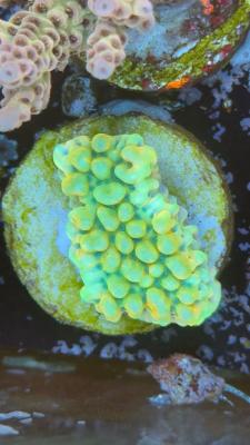 Изображение WhatsApp 2025-10-18 в 12.47.25_f6509956.jpg