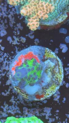 Изображение WhatsApp 2025-10-18 в 12.47.29_6c17991f.jpg