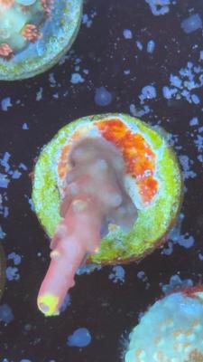 Изображение WhatsApp 2025-10-18 в 12.47.28_4111bdc8.jpg