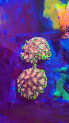 Изображение WhatsApp 2025-10-13 в 12.50.00_1440c9b9.jpg