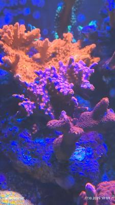 IMG_20251017_190922.jpg