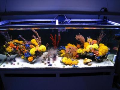 mariusz-sun-coral-reef-1.jpg