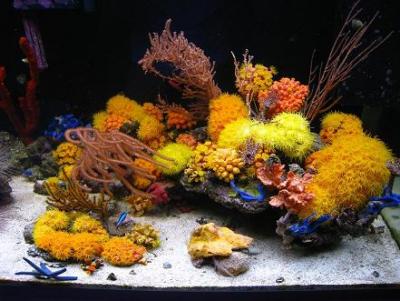 mariusz-sun-coral-reef-6.jpg