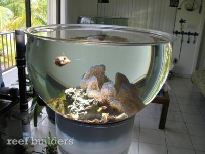 reef-bowl-115-gallons-2.jpg