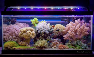 reef-2-29-12-1024x622.jpg