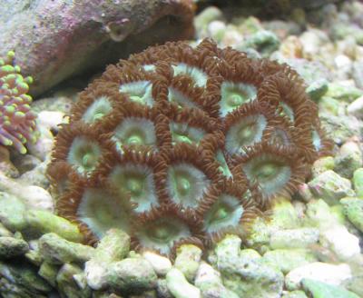 zoas.jpg