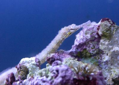 C_intestinalis_00.jpg