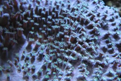 one-more-turbinaria.jpg