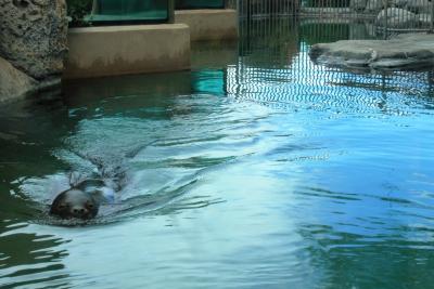 monk-seal-2.jpg