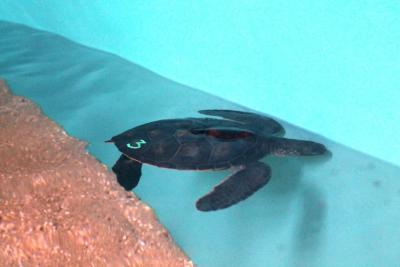 turtle.jpg