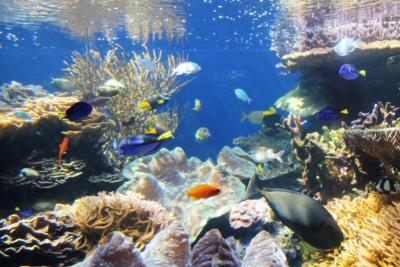 fishies-3.jpg