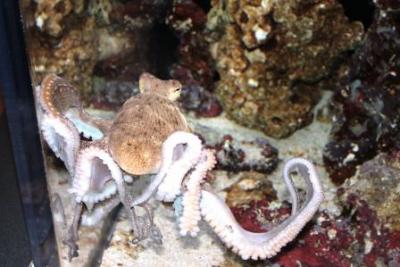 octopus-1.jpg