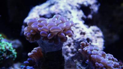 PB150713.JPG