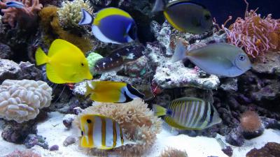 Аквас. Рыбки попрошайки..jpg