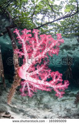 stock-photo-a-soft-coral-colony-dendronephthya-sp-grows-in-a-mangrove-forest-in-raja-ampat-indonesia-this-165995009.jpg