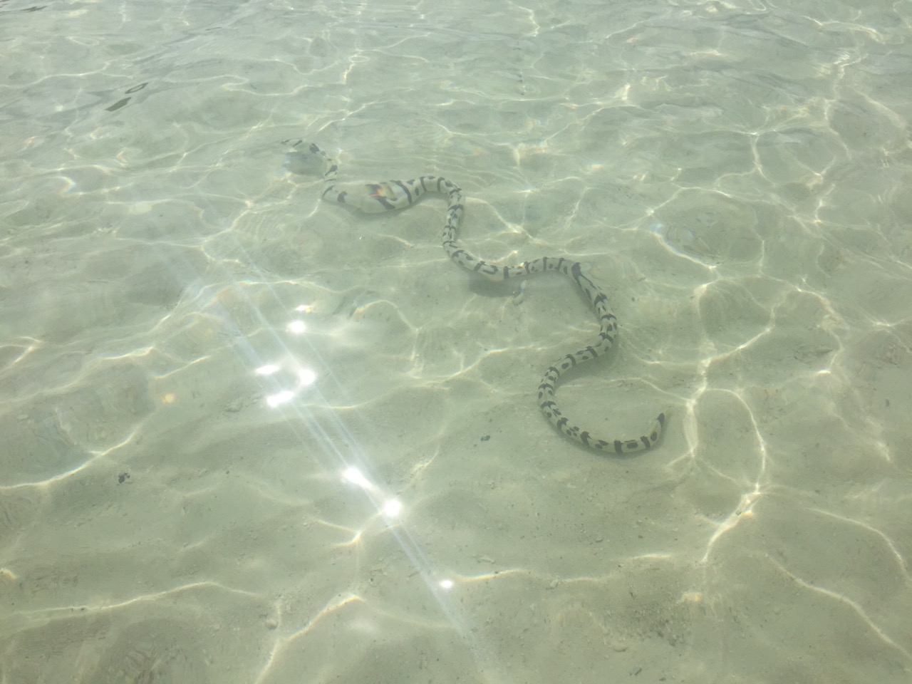 Змея В Море Фото