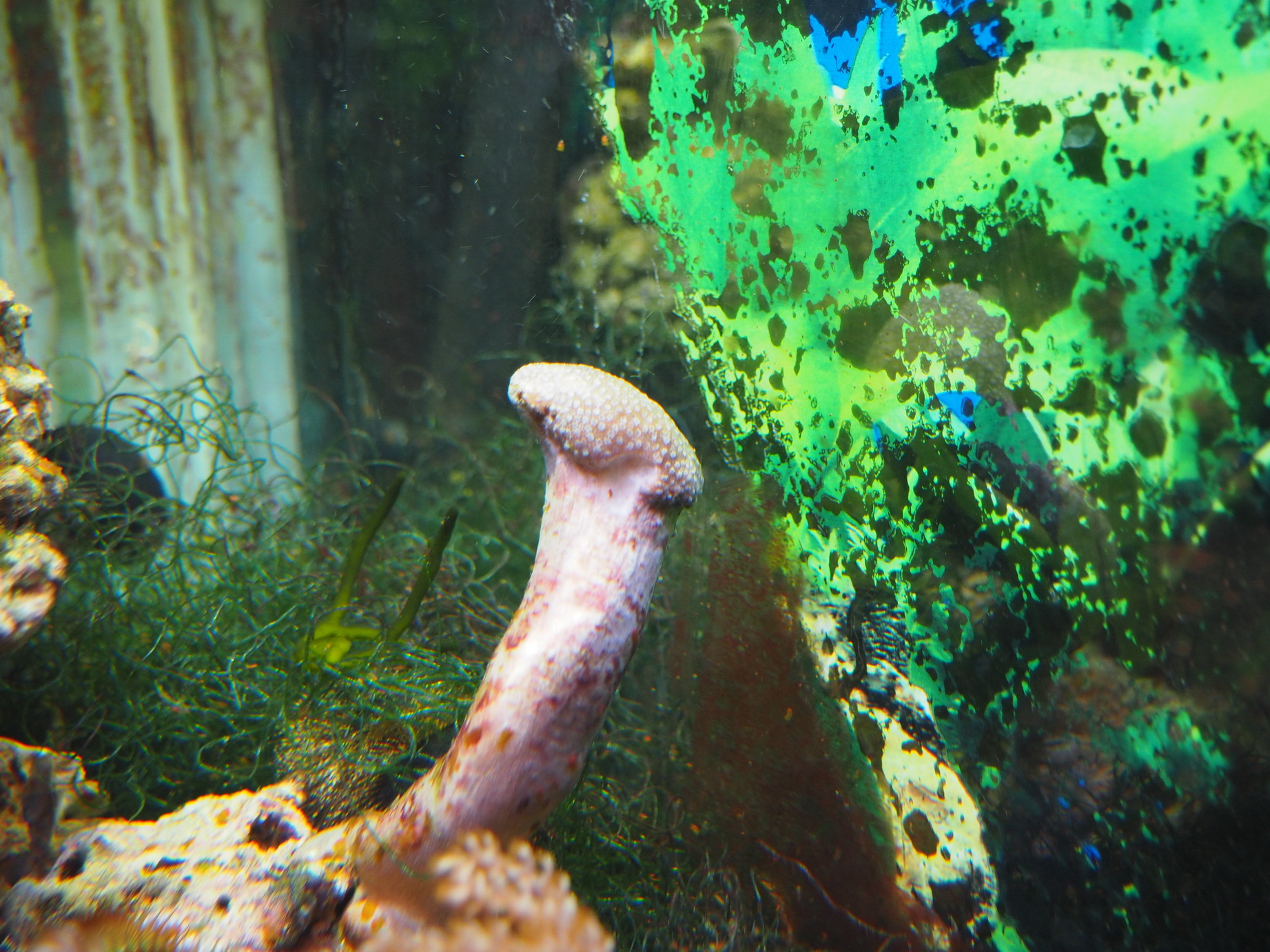 Пузырьки на стенках аквариума после подмены воды