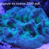 14 Мицедиум.jpg