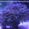 16 Эуфилия молоточковая.jpg